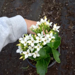 Kalanchoe Blossfeldiana Live Plant - 6 inch Pot, Flaming Katy, Christmas Kalanchoe - Image 4