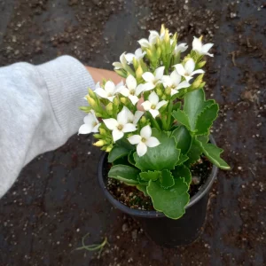 Kalanchoe Blossfeldiana Live Plant - 6 inch Pot, Flaming Katy, Christmas Kalanchoe - Image 5
