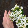 Kalanchoe Blossfeldiana Live Plant - 6 inch Pot, Flaming Katy, Christmas Kalanchoe - Image 1