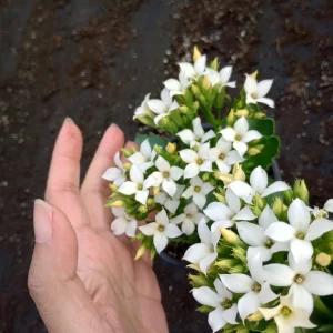 Kalanchoe Blossfeldiana Live Plant - 6 inch Pot, Flaming Katy, Christmas Kalanchoe - Image 1