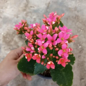 Kalanchoe Blossfeldiana Live Plant - 6 Inch Potted Flaming Katy Indoor Houseplant - Image 2