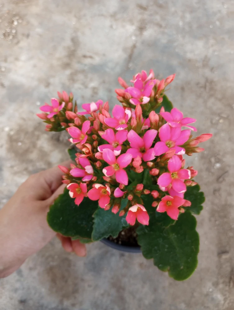 Kalanchoe Blossfeldiana Live Plant - 6 Inch Potted Flaming Katy Indoor Houseplant - Image 2