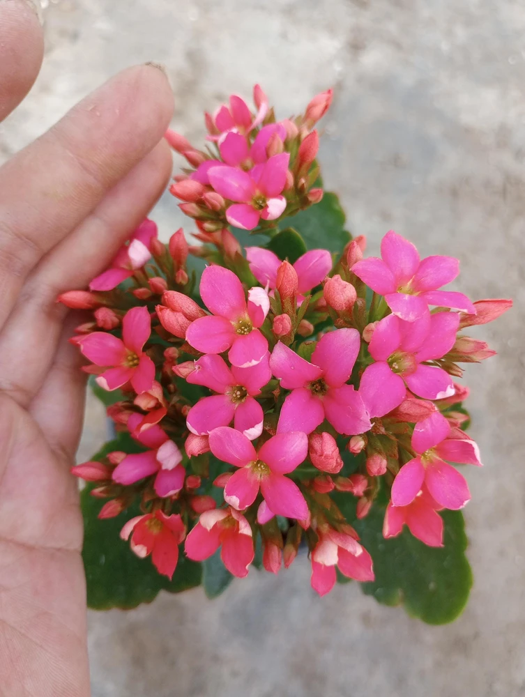 Kalanchoe Blossfeldiana Live Plant - 6 Inch Potted Flaming Katy Indoor Houseplant - Image 3