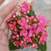 Kalanchoe Blossfeldiana Live Plant - 6 Inch Potted Flaming Katy Indoor Houseplant - Image 1