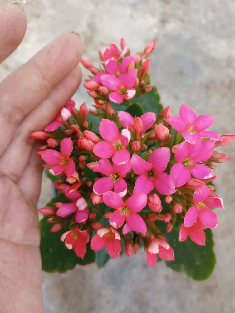 Kalanchoe Blossfeldiana Live Plant - 6 Inch Potted Flaming Katy Indoor Houseplant - Image 1