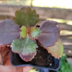 Kalanchoe Fedtschenkoi Lavender Scallops Succulent Live Plant, 2.5 Inch Pot, Indoor/Outdoor - Image 2
