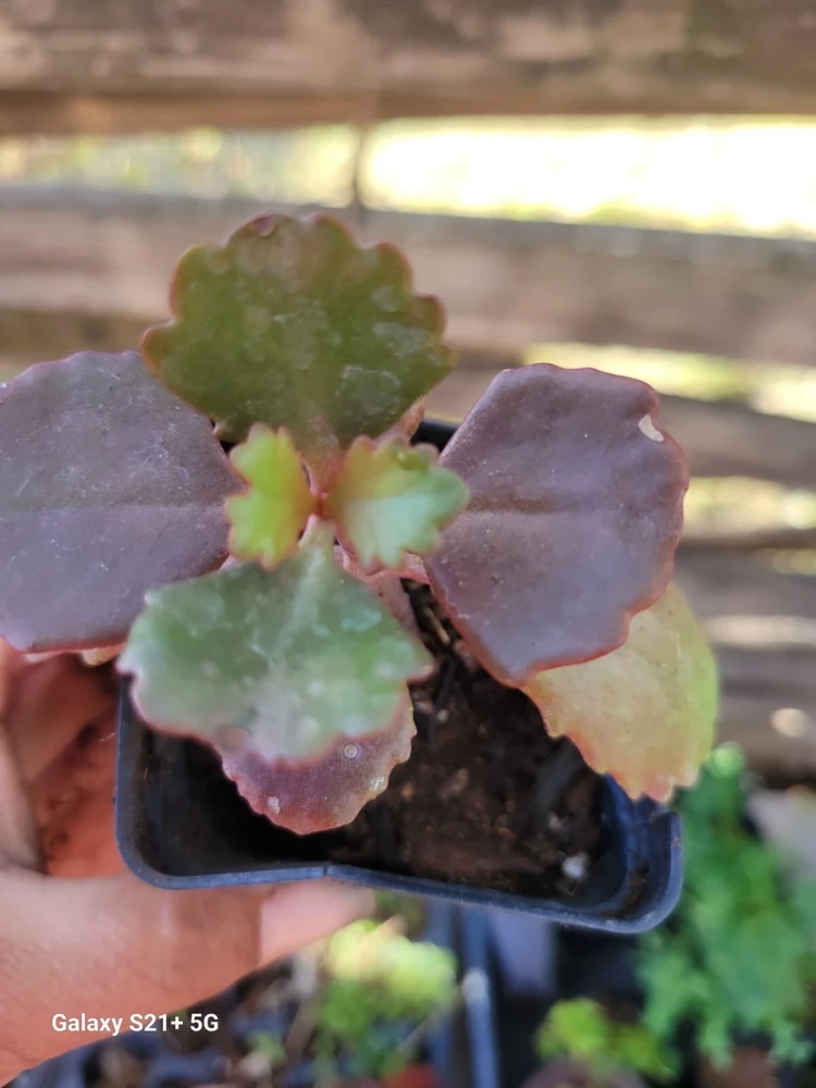 Kalanchoe Fedtschenkoi Lavender Scallops Succulent Live Plant, 2.5 Inch Pot, Indoor/Outdoor - Image 2