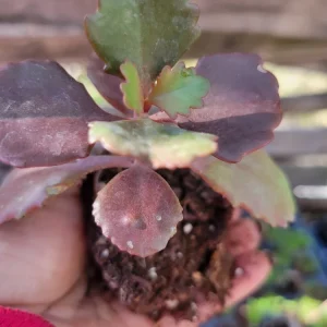 Kalanchoe Fedtschenkoi Lavender Scallops Succulent Live Plant, 2.5 Inch Pot, Indoor/Outdoor - Image 3
