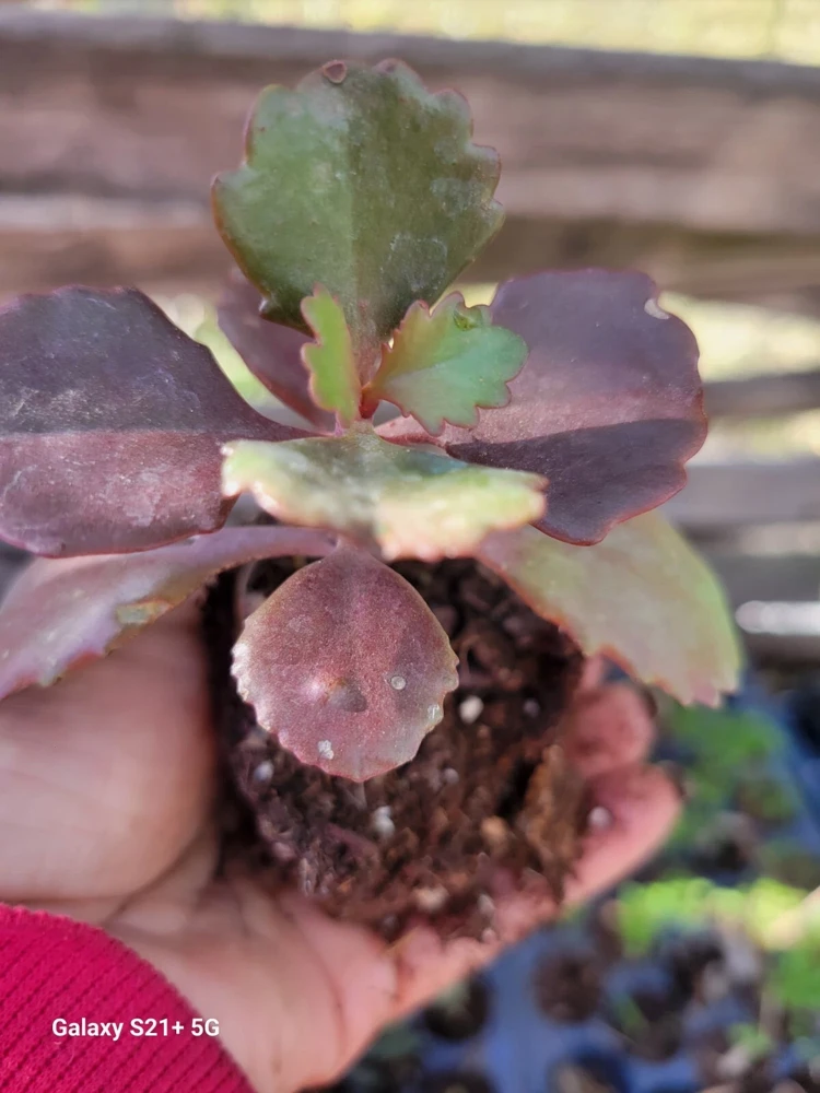 Kalanchoe Fedtschenkoi Lavender Scallops Succulent Live Plant, 2.5 Inch Pot, Indoor/Outdoor - Image 3