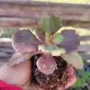 Kalanchoe Fedtschenkoi Lavender Scallops Succulent Live Plant, 2.5 Inch Pot, Indoor/Outdoor - Image 1