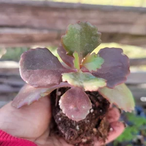 Kalanchoe Fedtschenkoi Lavender Scallops Succulent Live Plant, 2.5 Inch Pot, Indoor/Outdoor - Image 1