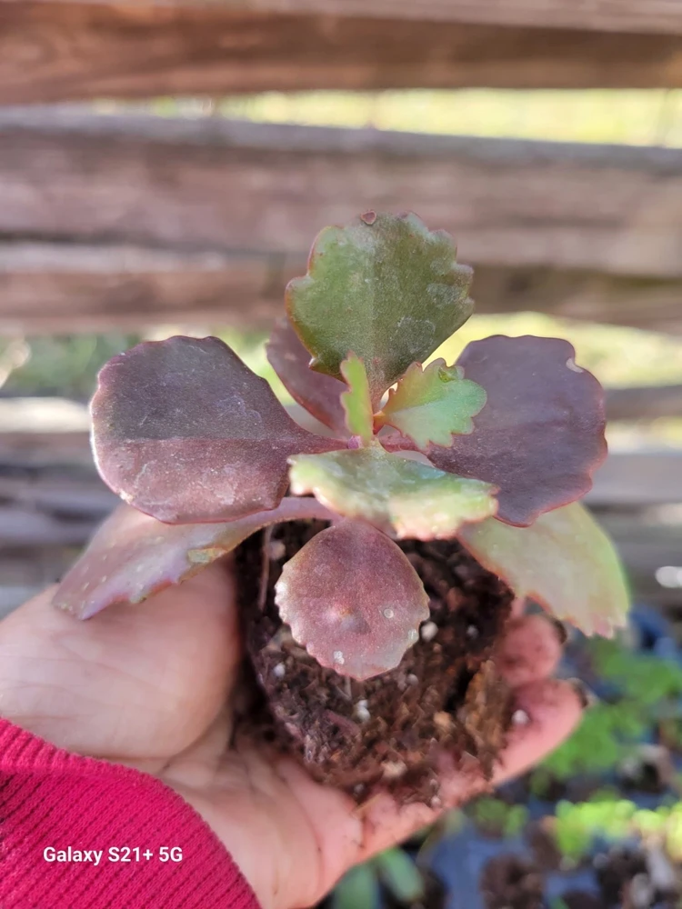 Kalanchoe Fedtschenkoi Lavender Scallops Succulent Live Plant, 2.5 Inch Pot, Indoor/Outdoor - Image 1