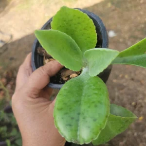 Kalanchoe Gastonis Bonnieri Donkey Ears Succulent Live Plant, Green - Image 2