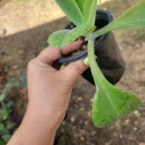 Kalanchoe Gastonis Bonnieri Donkey Ears Succulent Live Plant, Green - Image 3