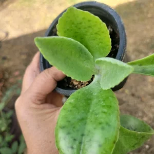 Kalanchoe Gastonis Bonnieri Donkey Ears Succulent Live Plant, Green - Image 4