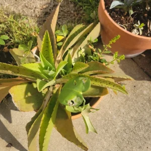 Kalanchoe Gastonis Bonnieri Donkey Ears Succulent Live Plant, Green - Image 8