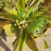 Kalanchoe Gastonis Bonnieri Donkey Ears Succulent Live Plant, Green - Image 1