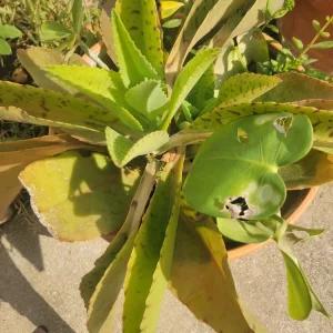 Kalanchoe Gastonis Bonnieri Donkey Ears Succulent Live Plant, Green - Image 1