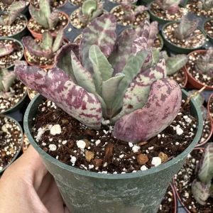 Kalanchoe Humilis Desert Surprise Live Succulent Plant - Purple Variegated, 2 or 4 inch Pot - Image 10