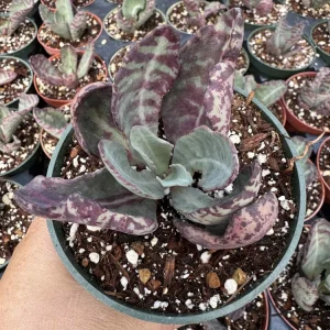 Kalanchoe Humilis Desert Surprise Live Succulent Plant - Purple Variegated, 2 or 4 inch Pot - Image 11
