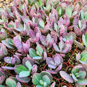 Kalanchoe Humilis Desert Surprise Live Succulent Plant - Purple Variegated, 2 or 4 inch Pot - Image 7
