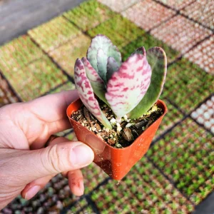 Kalanchoe Humilis Desert Surprise Live Succulent Plant - Purple Variegated, 2 or 4 inch Pot - Image 8