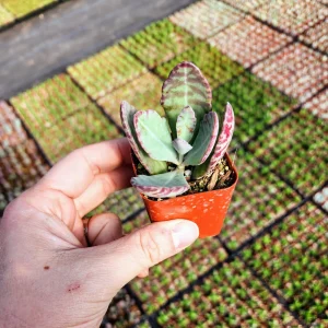 Kalanchoe Humilis Desert Surprise Live Succulent Plant - Purple Variegated, 2 or 4 inch Pot - Image 9