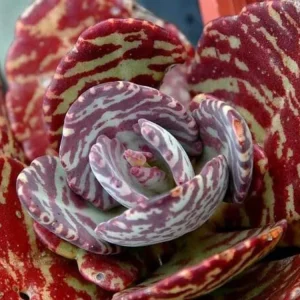 Kalanchoe Humilis Desert Surprise Live Succulent Plant - Purple Variegated, 2 or 4 inch Pot - Image 1
