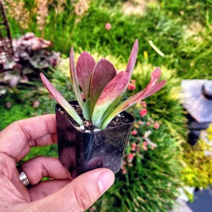 Kalanchoe Luciae Flapjack Live Succulent Plant – Paddle Plant in 2