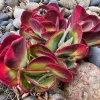 Kalanchoe Luciae Flapjack Live Succulent Plant – Paddle Plant in 2" Pot - Image 1