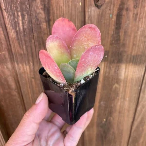 Kalanchoe Luciae Flapjack Live Succulent Plant – Paddle Plant in 2