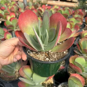 Kalanchoe Luciae Flapjack Live Succulent Plant – Paddle Plant in 2