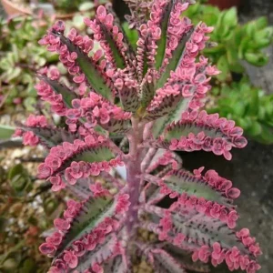 Kalanchoe Pink Butterflies Succulent Plant – Live 2" Pot – Pink Mother of Thousands - Image 2