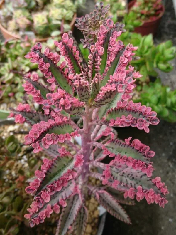 Kalanchoe Pink Butterflies Succulent Plant – Live 2" Pot – Pink Mother of Thousands - Image 2