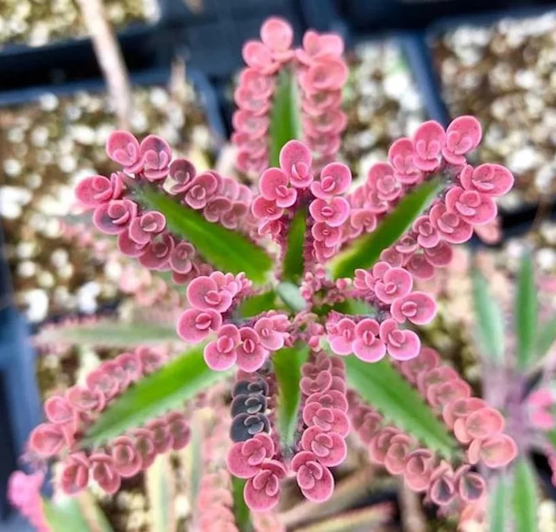 Kalanchoe Pink Butterflies Succulent Plant – Live 2" Pot – Pink Mother of Thousands - Image 3