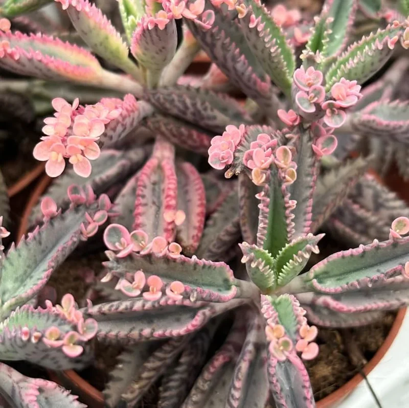 Kalanchoe Pink Butterflies Succulent Plant – Live 2" Pot – Pink Mother of Thousands - Image 4