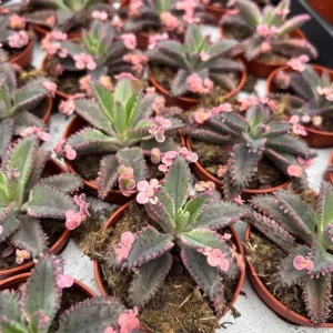 Kalanchoe Pink Butterflies Succulent Plant – Live 2