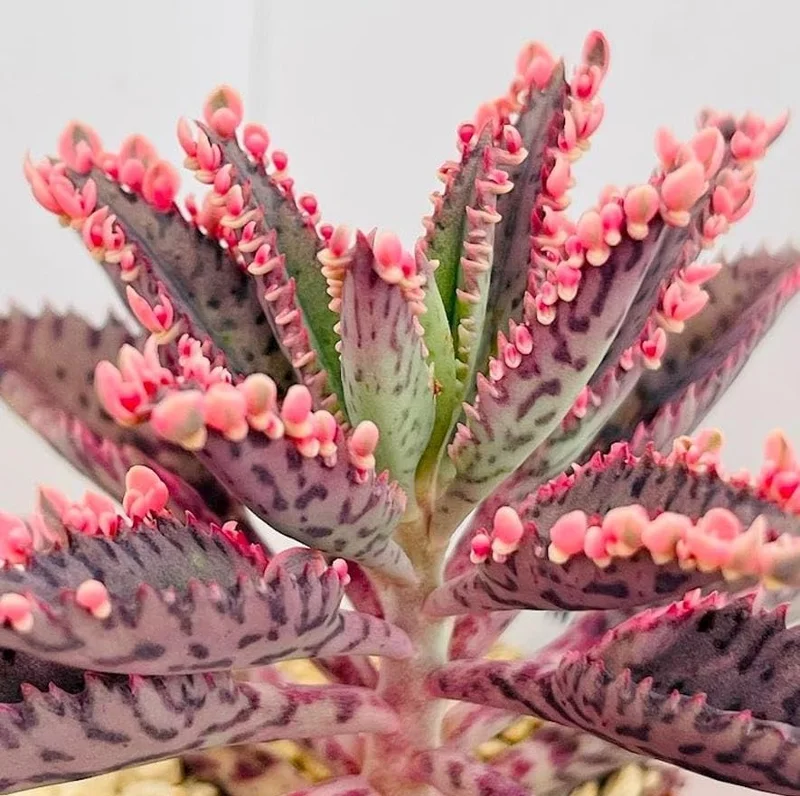 Kalanchoe Pink Butterflies Succulent Plant – Live 2" Pot – Pink Mother of Thousands - Image 6