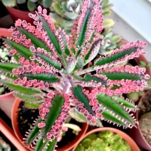 Kalanchoe Pink Butterflies Succulent Plant – Live 2