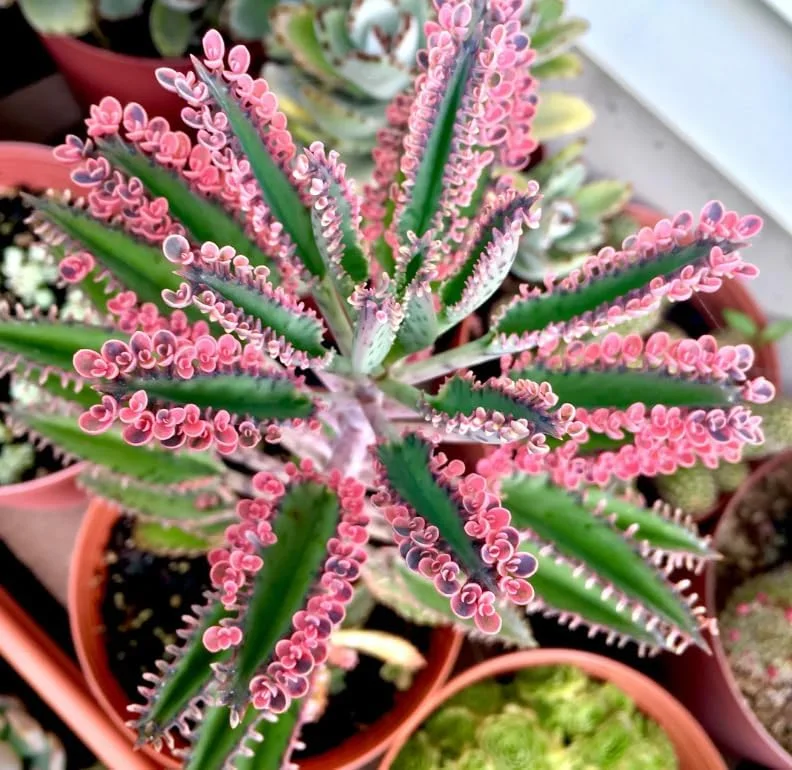 Kalanchoe Pink Butterflies Succulent Plant – Live 2" Pot – Pink Mother of Thousands - Image 7