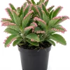 Kalanchoe Pink Butterflies Succulent Plant – Live 2" Pot – Pink Mother of Thousands - Image 1