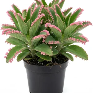 Kalanchoe Pink Butterflies Succulent Plant – Live 2" Pot – Pink Mother of Thousands - Image 1