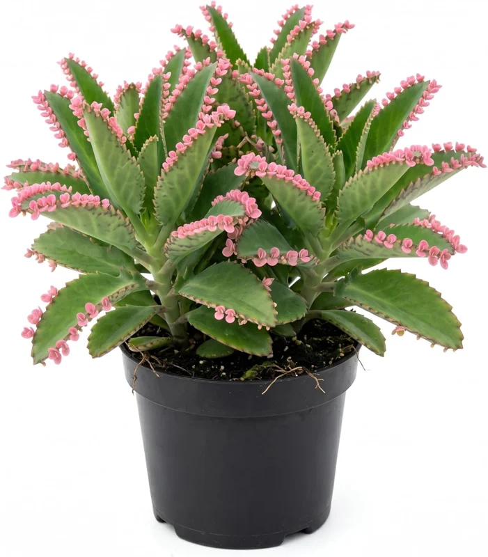 Kalanchoe Pink Butterflies Succulent Plant – Live 2" Pot – Pink Mother of Thousands - Image 1