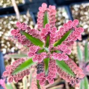 Kalanchoe Pink Butterfly Live Plant – Mother of Thousands Succulent – Well Rooted 2