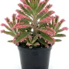Kalanchoe Pink Butterfly Live Plant – Mother of Thousands Succulent – Well Rooted 2" Pot - Image 1
