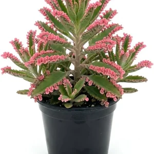 Kalanchoe Pink Butterfly Live Plant – Mother of Thousands Succulent – Well Rooted 2" Pot - Image 1