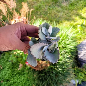 Kalanchoe Pumila Quicksilver Live Plant – 2 inch Potted Silver Gray Succulent - Image 4