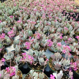 Kalanchoe Pumila Quicksilver Live Plant – 2 inch Potted Silver Gray Succulent - Image 5