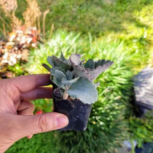 Kalanchoe Pumila Quicksilver Silver Gray Succulent Live Plant – 2.4 inch Pot – Indoor/Outdoor - Image 2