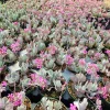 Kalanchoe Pumila Quicksilver Silver Gray Succulent Live Plant – 2.4 inch Pot – Indoor/Outdoor - Image 1